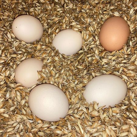Urlaub Am Bio-Bauernhof Liebchen Βίλα Zeutschach Εξωτερικό φωτογραφία